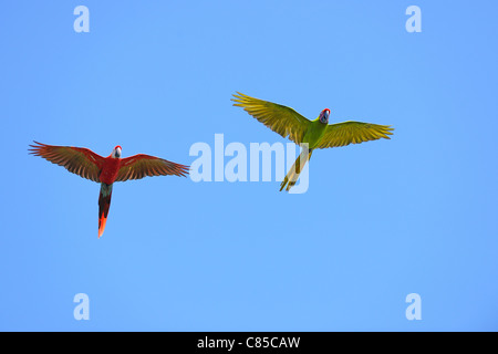 Hellroten Aras und große grüne Aras in Bay Islands Flug, Roatan, Honduras Stockfoto