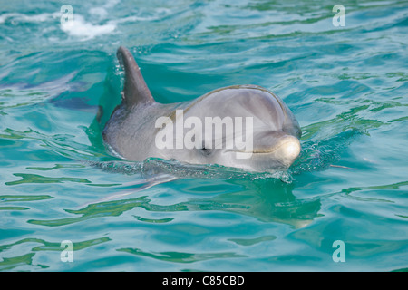 Gemeinsamen Bottlenose Dolphin, Roatan, Bay Islands, Honduras Stockfoto