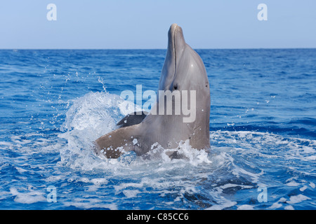 Gemeinsamen Tümmler im karibischen Meer, Roatan, Bay Islands, Honduras Stockfoto