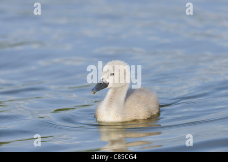 Höckerschwan Cygnet, Bayern, Deutschland Stockfoto