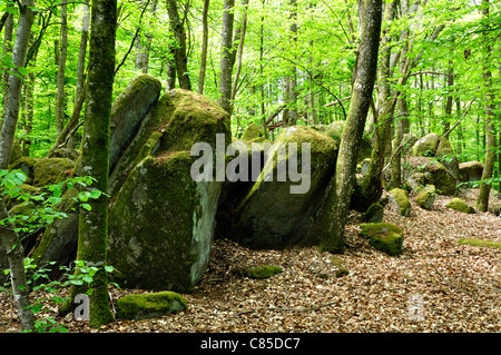 Ein Holz mit Ausrichtung der Felsen, eine megalithische und geheimen Ort in der Nähe von La table au diable (Passais, Orne, Frankreich). Stockfoto