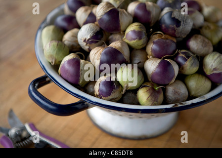 Lila Erbstück Tomatillos in einem alten Metall-Collander. Physalis Philadelphica ist eine Pflanze aus der Familie der Nachtschattengewächse. Stockfoto