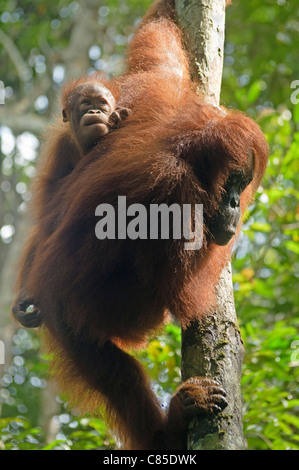 Juvenile und Mutter Orang-Utan (Pongo Pygmaeus/Pongo Abelii) in Sarawak, Borneo, Malaysia Stockfoto