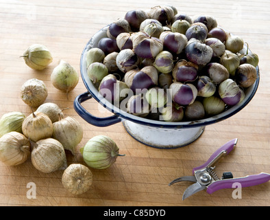 Lila Erbstück Tomatillos in einem alten Metall-Collander. Physalis Philadelphica ist eine Pflanze aus der Familie der Nachtschattengewächse. Stockfoto