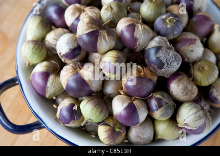 Lila Erbstück Tomatillos in einem alten Metall-Collander. Physalis Philadelphica ist eine Pflanze aus der Familie der Nachtschattengewächse. Stockfoto