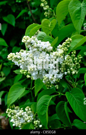 Blütenstand von Lilas Flieder (Syringa sp). Stockfoto