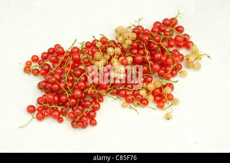 Rote Johannisbeeren aus dem Garten auf einem weißen Hintergrund (Ribes Rubrum). Stockfoto