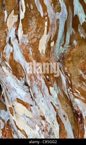 Die Peeling-mehrfarbig Rinde der Luma Apiculata (chilenische Myrte) Stockfoto