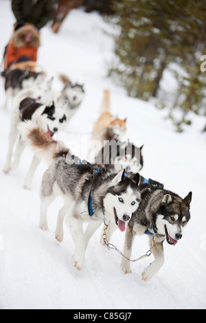 Paar Dog Rodeln, Frisco, Summit County, Colorado, USA Stockfoto