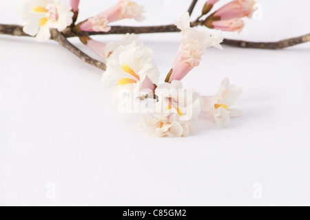 Nahaufnahme des weißen Ipe (Tabebuia Roseo-Alba) Blumen auf weißem Hintergrund Stockfoto