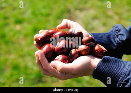 Des Kindes Hände halten Conkers/Kastanien. Aesculus Hippocastanum Stockfoto