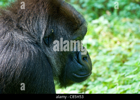 Weibliche Westlicher Flachlandgorilla Stockfoto