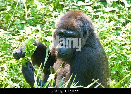 Weibliche Westlicher Flachlandgorilla Stockfoto