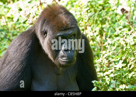 Weibliche Westlicher Flachlandgorilla Stockfoto