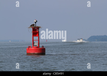 Zwei Fischadler auf einer Boje in der Chesapeake Stockfoto