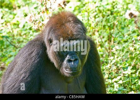 Weibliche Westlicher Flachlandgorilla Stockfoto