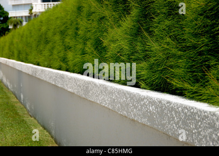 Wand und Sträucher, Palm Beach, Florida, USA Stockfoto