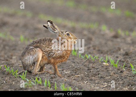 Europäischer Feldhase, Hessen, Deutschland Stockfoto