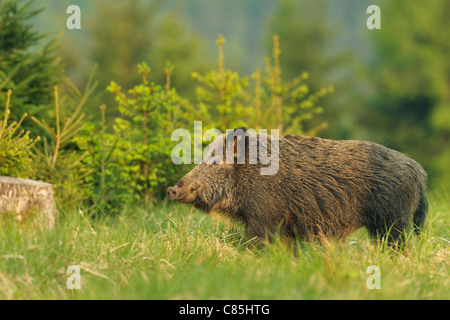 Wildschwein, Bayern, Deutschland Stockfoto