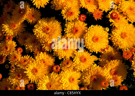 Bunte Mütter auf dem Display. Stockfoto
