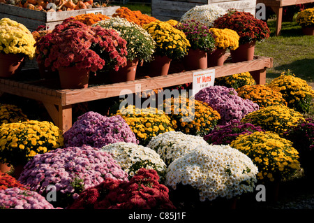 Bunte Mütter auf dem Display. Stockfoto
