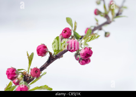 Kirschblüten, Hamburg, Deutschland Stockfoto