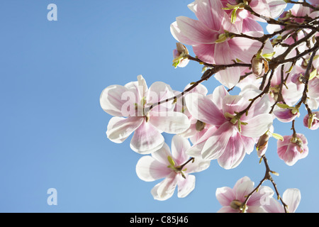 Blühende Magnolie, Hamburg, Deutschland Stockfoto