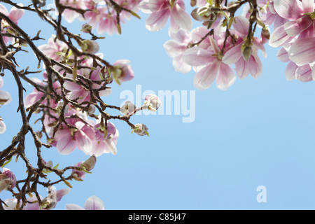 Blühende Magnolie, Hamburg, Deutschland Stockfoto