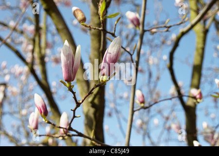 Magnolia Knospen, Hamburg, Deutschland Stockfoto