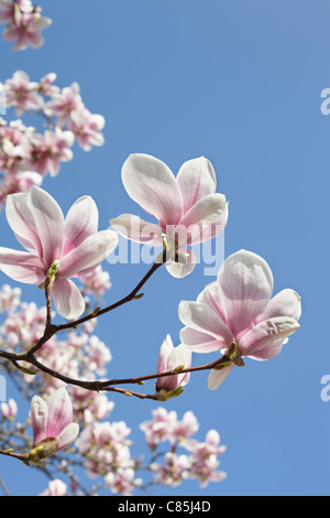 Blühende Magnolie, Hamburg, Deutschland Stockfoto