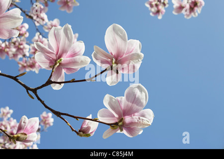 Blühende Magnolie, Hamburg, Deutschland Stockfoto