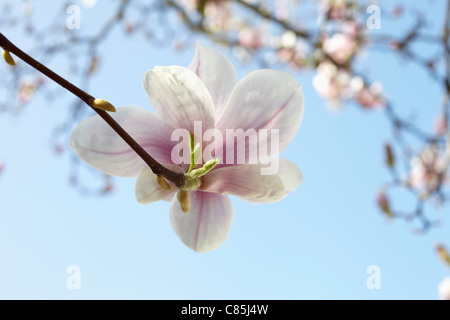 Blühende Magnolie, Hamburg, Deutschland Stockfoto