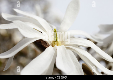 Magnolie, Hamburg, Deutschland Stockfoto