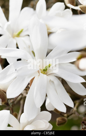 Magnolie, Hamburg, Deutschland Stockfoto