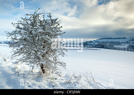 Ein Winter anzeigen mit Schnee bedeckten Weißdorn Baum und Schneeräumung Wolken über Knighton Hill, breite Chalke Wiltshire Stockfoto