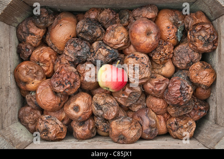 Ein guter Apfel steht in einer Schachtel voller Faule Äpfel (GB) Stockfoto