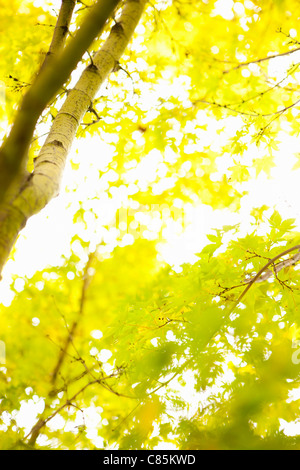 Nahaufnahme der Bäume im Herbst, Seattle, Washington, USA Stockfoto