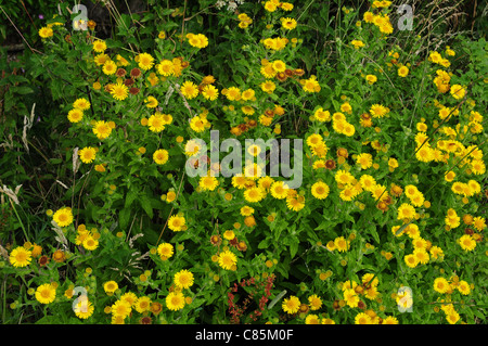 Blumen von Berufkraut Pulicaria Dysenterica. Stockfoto