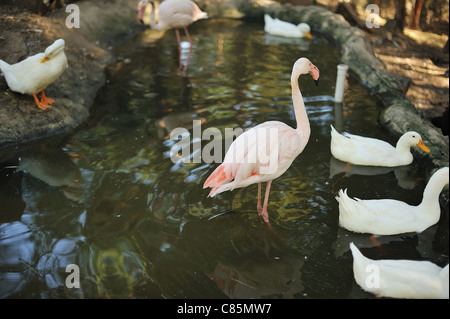 Flamingos mit weißen Enten auf dem Wasser schwimmen und erholen in einem zoo Stockfoto
