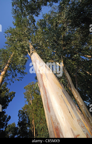 Turkei. Eukalyptus-Bäume, die Eucalyptus Globulus zeigt abgestreift bellen. Stockfoto