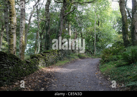 Wald-Spaziergang durch RSPB Ynys Hir Nature Reserve Ofen Dyfi Valley Ceredigion Wales Cymru UK GB Stockfoto