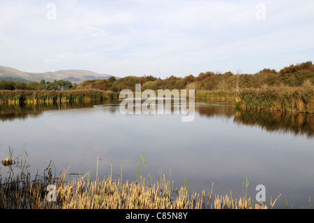 Ynys Hir RSPB Nature Reserve-Blick auf den Pool von Ynys Eidiol verstecken Ofen Dyfi Valley Wales Cymru UK GB Stockfoto