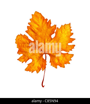 Herbstliche orange trocken alte Blatt isoliert auf weißem Hintergrund mit Textfreiraum