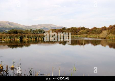 Ynys Hir RSPB Nature Reserve-Blick auf den Pool von Ynys Eidiol verstecken Ofen Dyfi Valley Wales Cymru UK GB Stockfoto