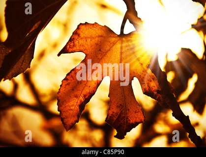 Grunge Herbst dunklen Hintergrund mit trockenen Ahornblätter und helles Sonnenlicht Stockfoto