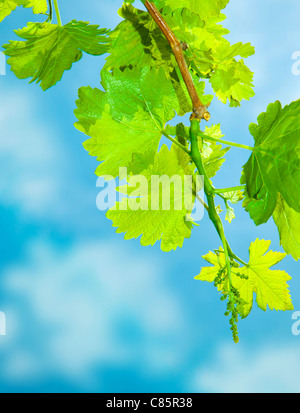 Hautnah auf junge Reben Blätter, wächst in sonnigen Garten, Weinblätter Grenze über natürliche blauer Himmel, Ernte-Konzept Stockfoto