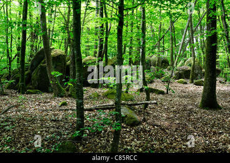 Ein Holz mit Ausrichtung der Felsen, eine megalithische und geheimen Ort in der Nähe von La table au diable (Passais, Orne, Frankreich). Stockfoto