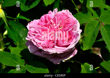 Rose, Rosa Yolande Aragon (Vibert, 1843). Stockfoto