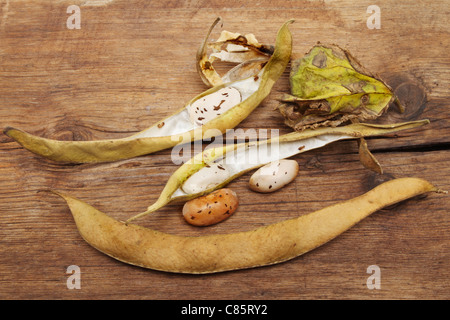 Runner Bean Samen und getrocknete Schoten auf einem Hintergrund von verwittertem Holz Stockfoto