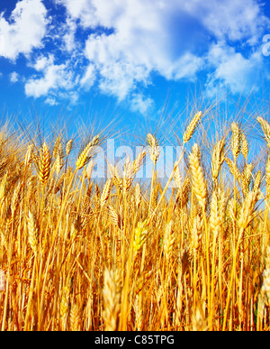 Weizen Feld Landschaft, Nahaufnahme auf Roggen über blauen Himmel, Natur im Herbst ernten Stockfoto